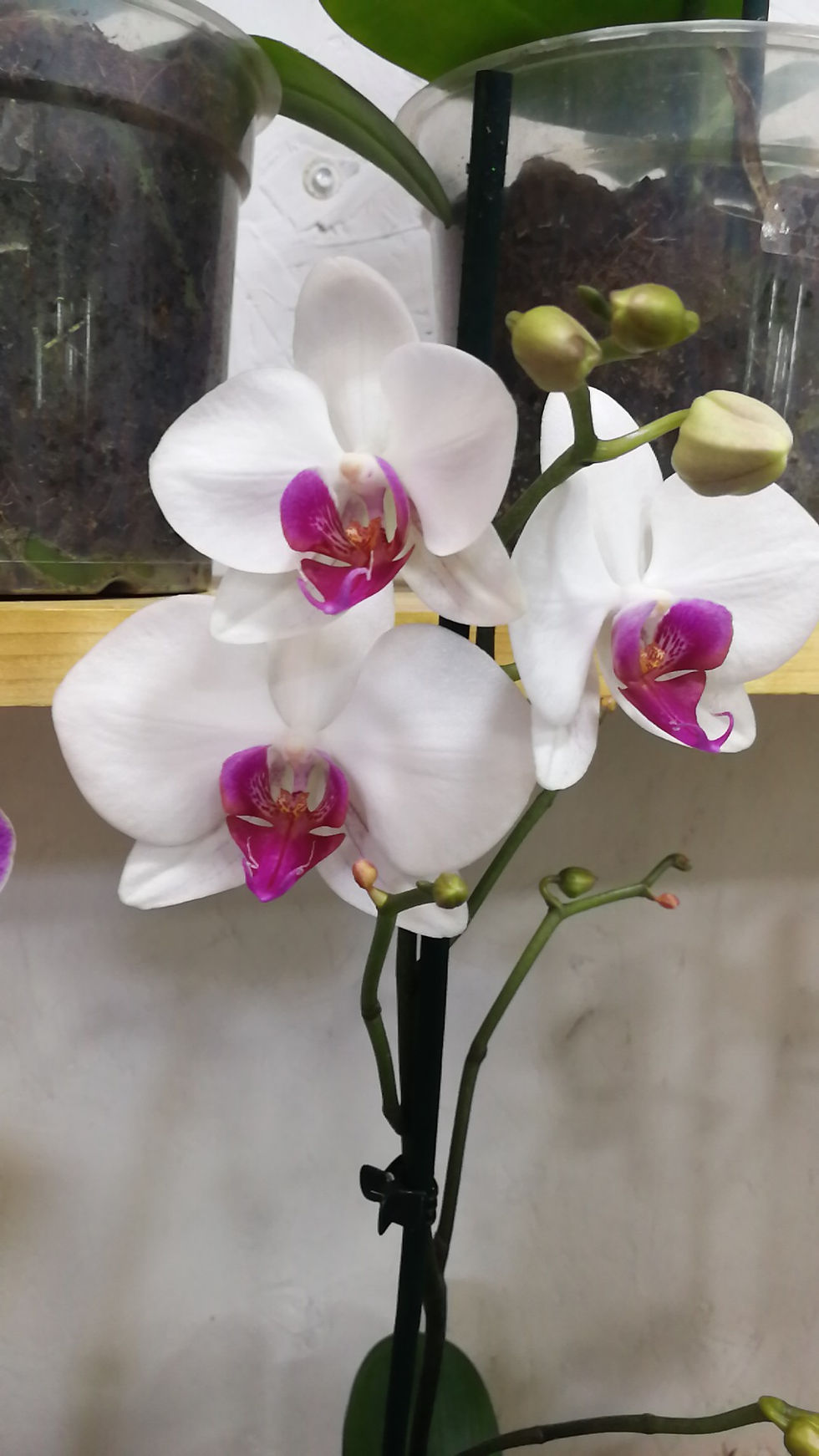 Miniatura: orquideas phalaenopsis 