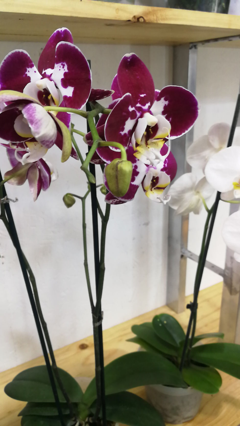 Miniatura: orquideas phalaenopsis 