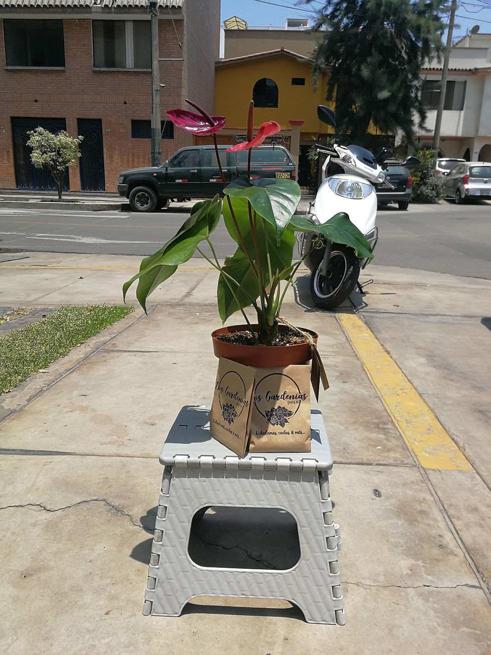 Miniatura: kokedama de anturio lila y blanco