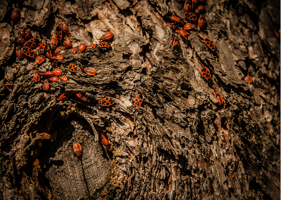 לחגוג את הפלא