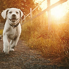 dog-walking_edited.jpg