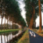 Oies le long du canal