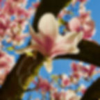 MDT-photo 10