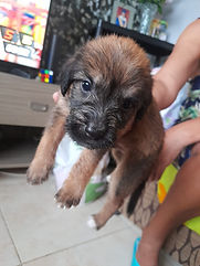 5 Cachorros Disponibles para adopción