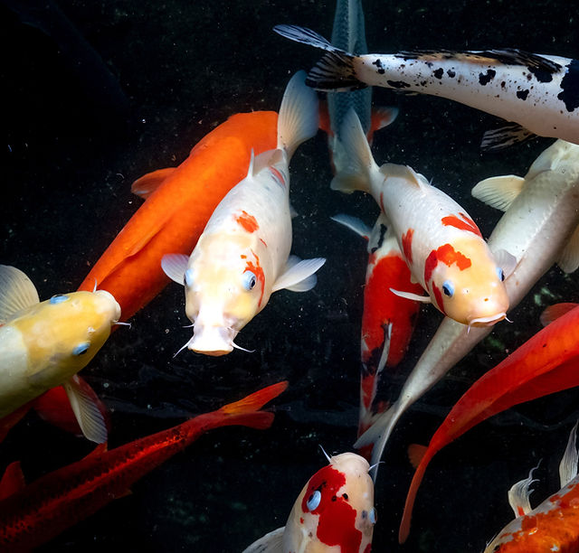 ON SALE | Artisan Koi Farm