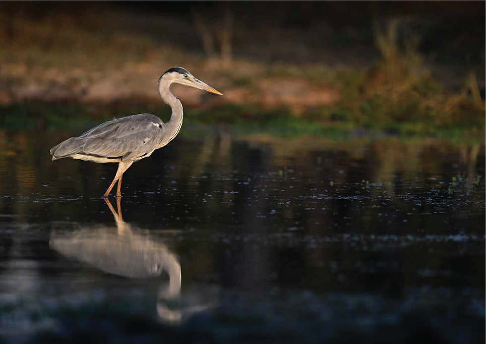 Rising Phoenix_AR1.png