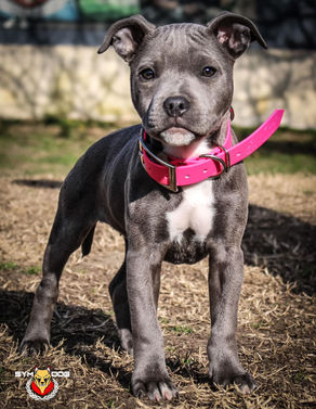 Conseil chiot avec Maya 😊