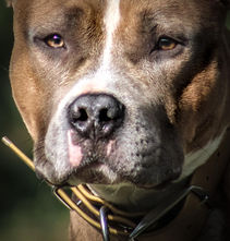 Keyser Amstaff sauvetage Marseille nord, Adopté !
