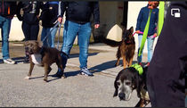 Intégration d’un nouveau chien à l’écurie du Pandore