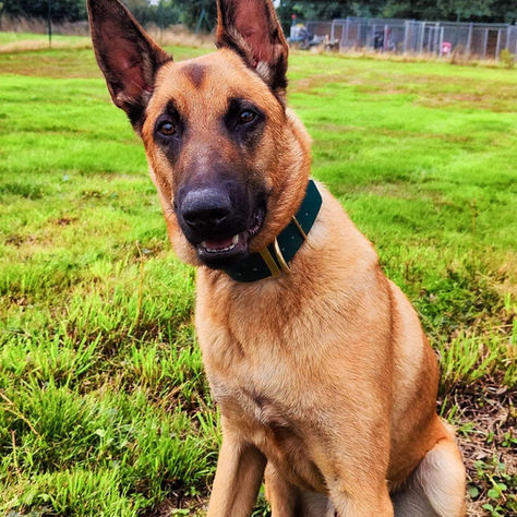 BASTOS Malinois