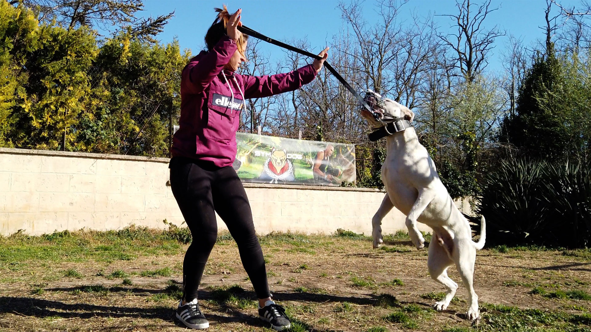 Formation Educateur Canin France SYM DOG