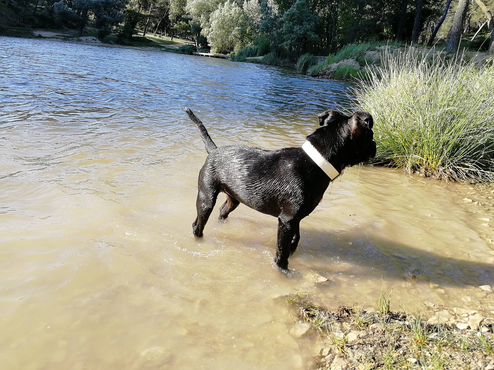 dressage chien 83