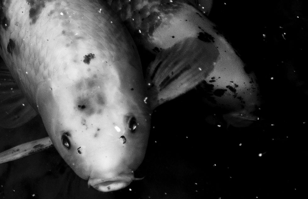 Thumbnail: -  KOI #1  -