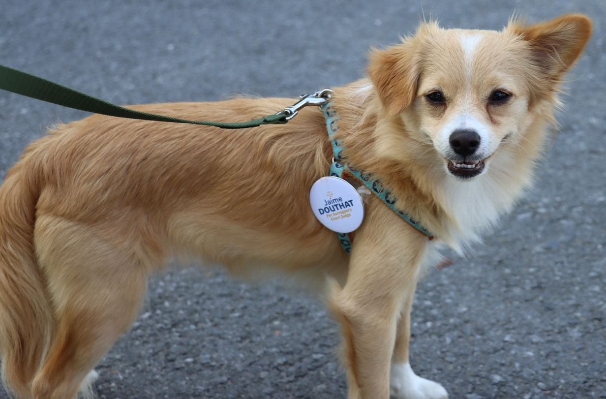 Small dog on leash with jamie for judge on dog harness.