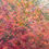 Thumbnail: Blossoms