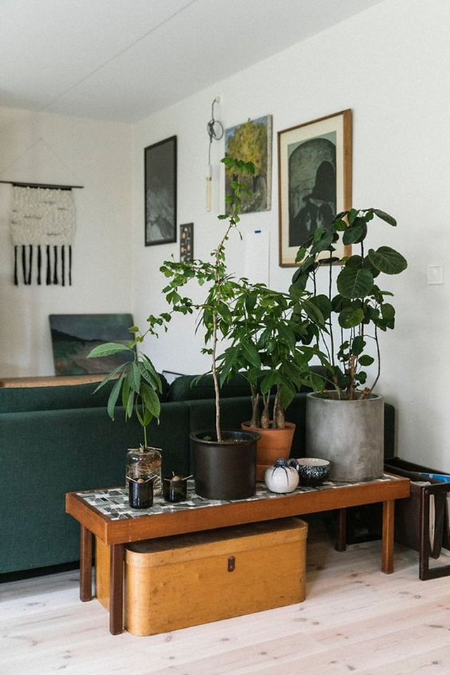 table basse avec plantes en pot, salon et malle au sol
