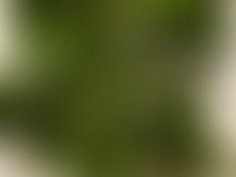 Pimientos de Padrón