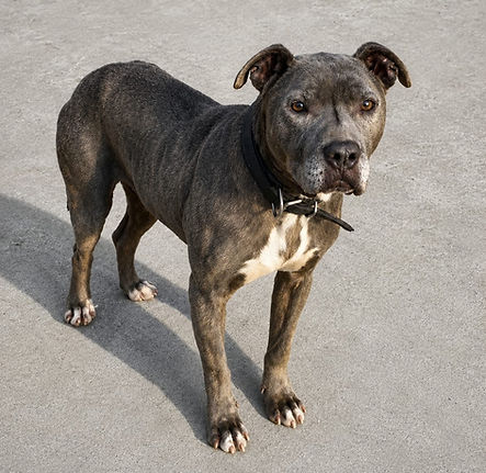 Sparta neu_edited.jpg