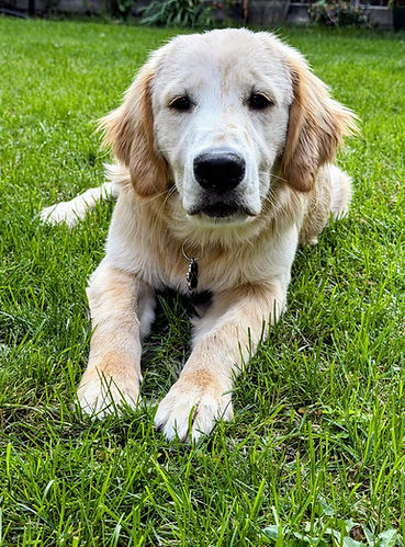 Charlie Luna Litter2 2026.jpg