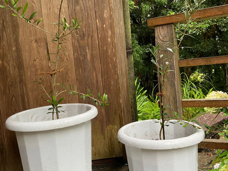 Entrust our dreams to olive tree seedlings.