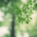soft focus green trees.jpg