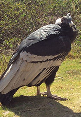 peru40.jpg