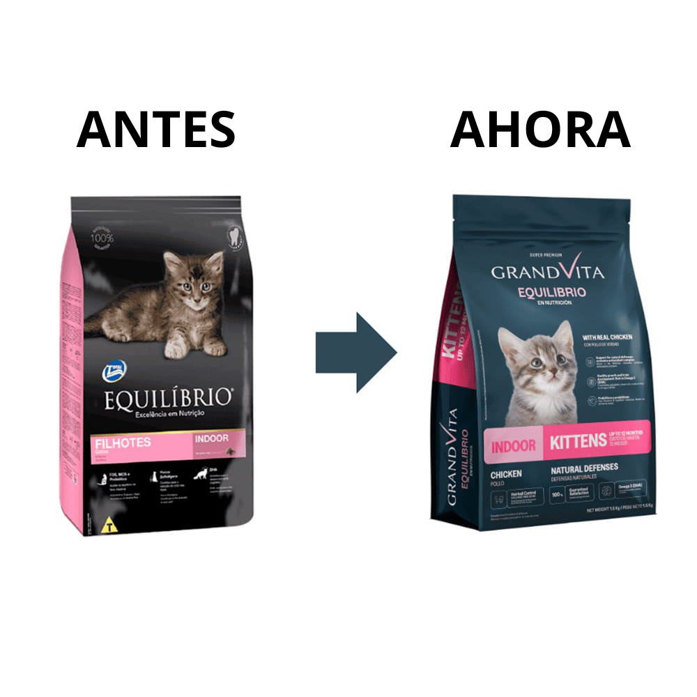 Equilibrio gatitos indoor
