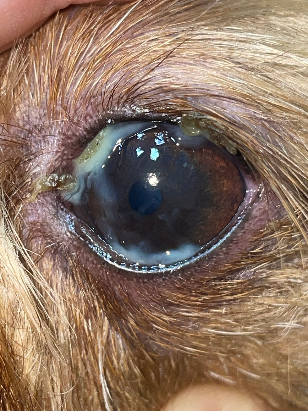 Ojo seco (Queratoconjuntivitis seca)