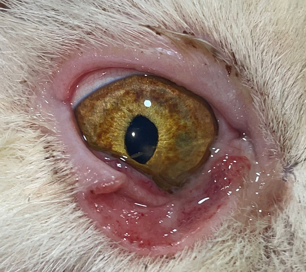 Carcinoma de células escamosas ocular