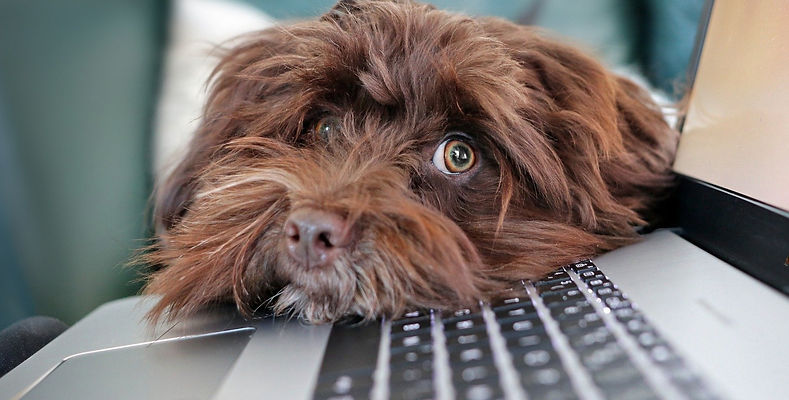 dog-4977599_1920_edited.jpg