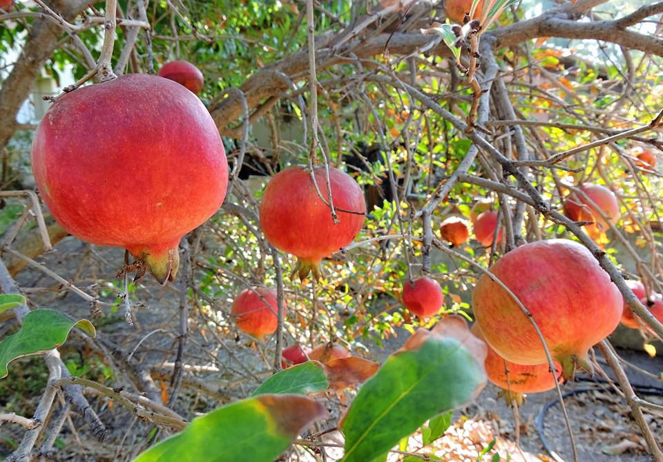 צילום : סוזאנה קוג'מן