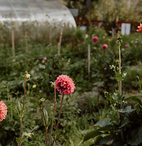 BlomsterochHållbartTibro-49.jpg