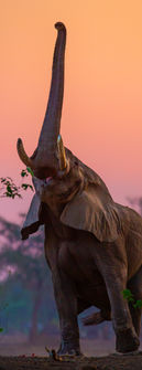 Zimbabwe safari