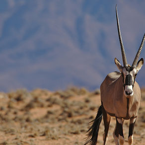 Namibia Secures N$1 Billion Conservation Agreement Under "Namibia for Life" Initiative