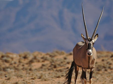 Namibia Secures N$1 Billion Conservation Agreement Under "Namibia for Life" Initiative