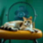 Eye-level view of a shaded outdoor pet area with cooling mats