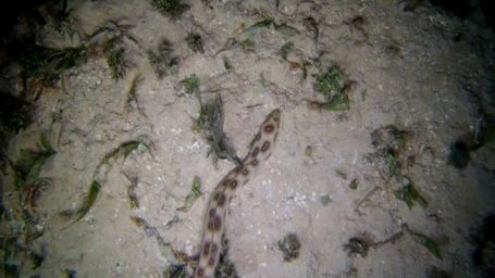 Goldspotted Eel_ocho_rios_2022_3.png
