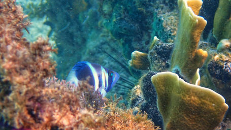 Indigo Hamlet_discovery_bay_2021_3.jpeg