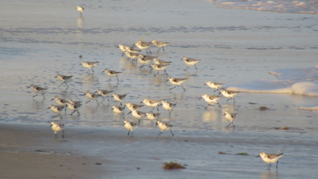 sanderlings_fort_clarence_beach_2019_g.jpg