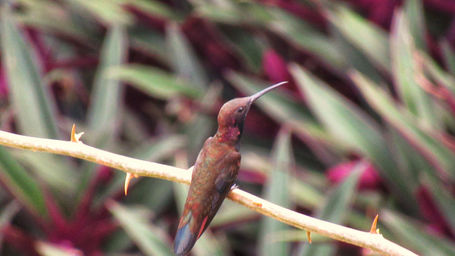 Jamaican Mango_manchioneal_2021.jpeg