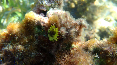 Yellow Fanworm (Notaulax occidentalis)_the_cove_2022_2.JPG