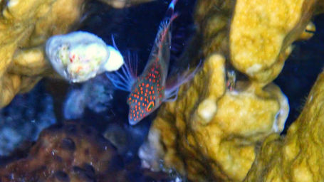 spotted_hawkfish_bvi_2021.jpeg