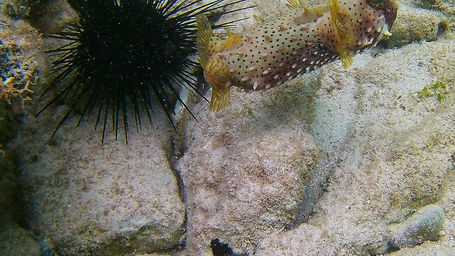 Bridled Burrfish_lime_cay_2017.jpeg