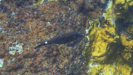 Orangespotted Filefish_bvi_2021_2.jpeg