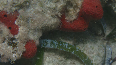 Scattered Pore Rope Sponge_lime_cay_2022_a.jpeg