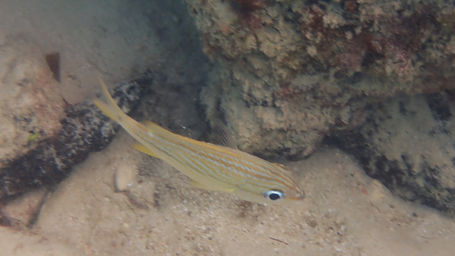 French grunt_ocho_rios_2021_3.jpg