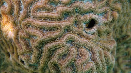 Knobby_brain_coral_mammee_bay_2021_1.jpeg