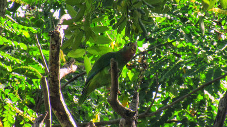 Yellow-billed Parrot_ocho_rios_2019_3.jpeg