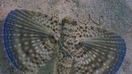 Flying Gurnard_mammee_bay_2021_1.jpeg