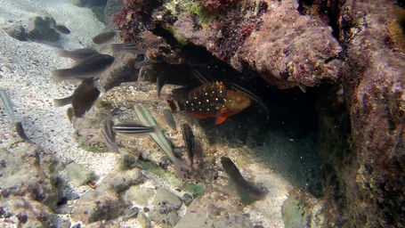 Stoplight Parrotfish_whiteriver_2020-01.jpeg